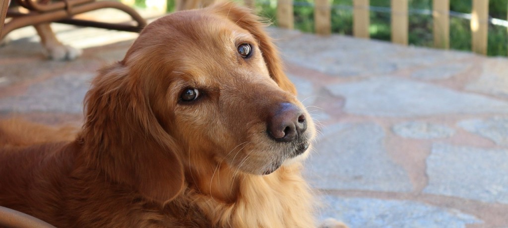 Emmener son animal de compagnie pour vivre au Portugal