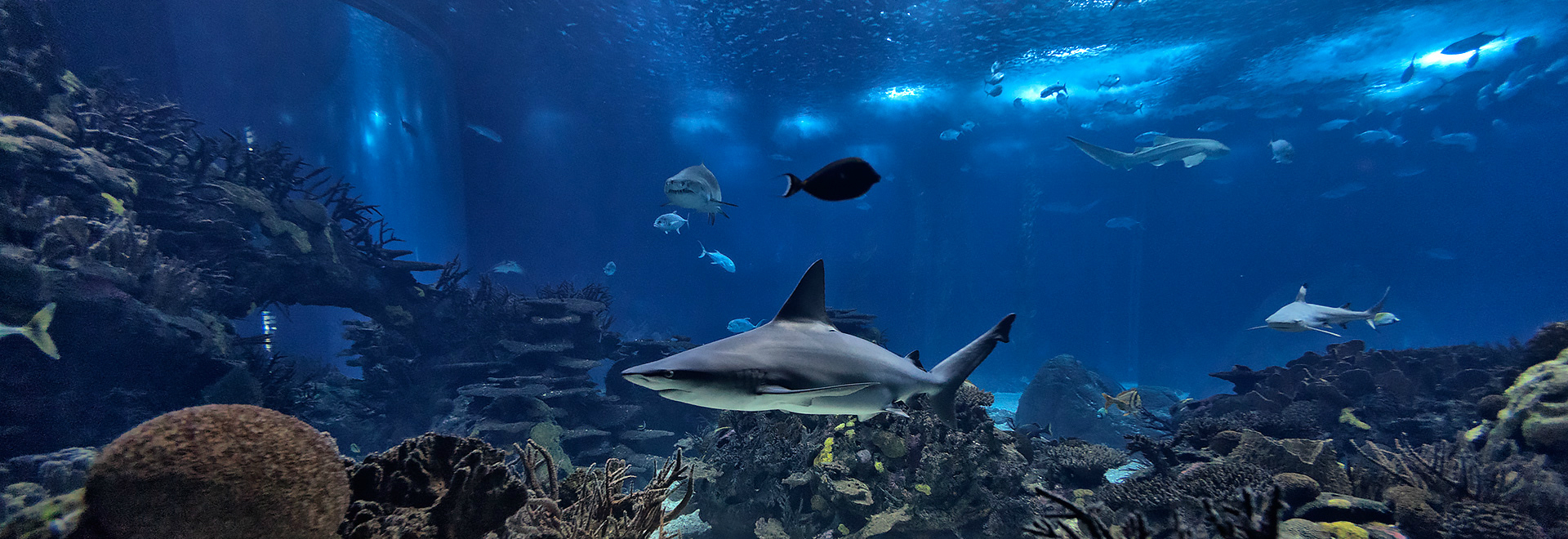 OceanÃ¡rio de Lisbonne